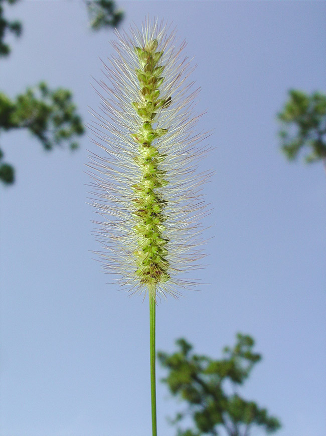 Setaria pumila