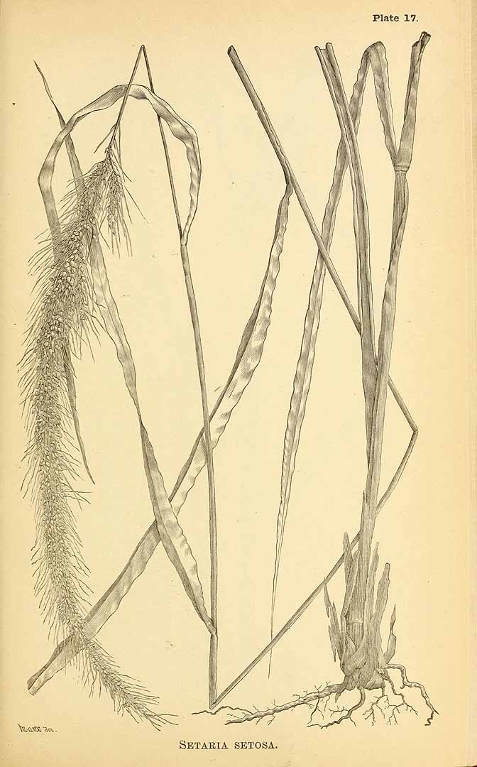 Setaria setosa