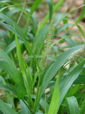 Setaria verticillata