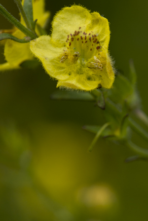 Seymeria pectinata