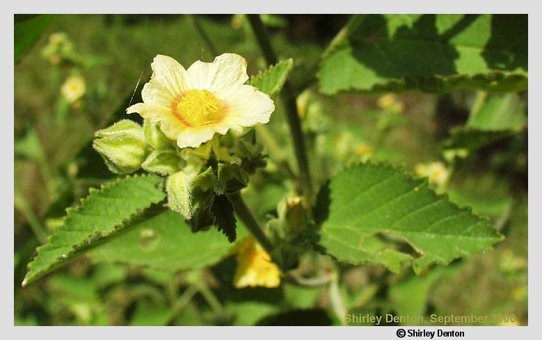 Sida cordifolia