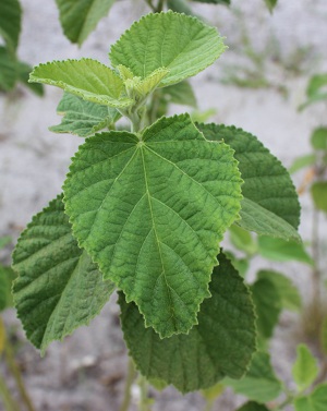 Sida cordifolia