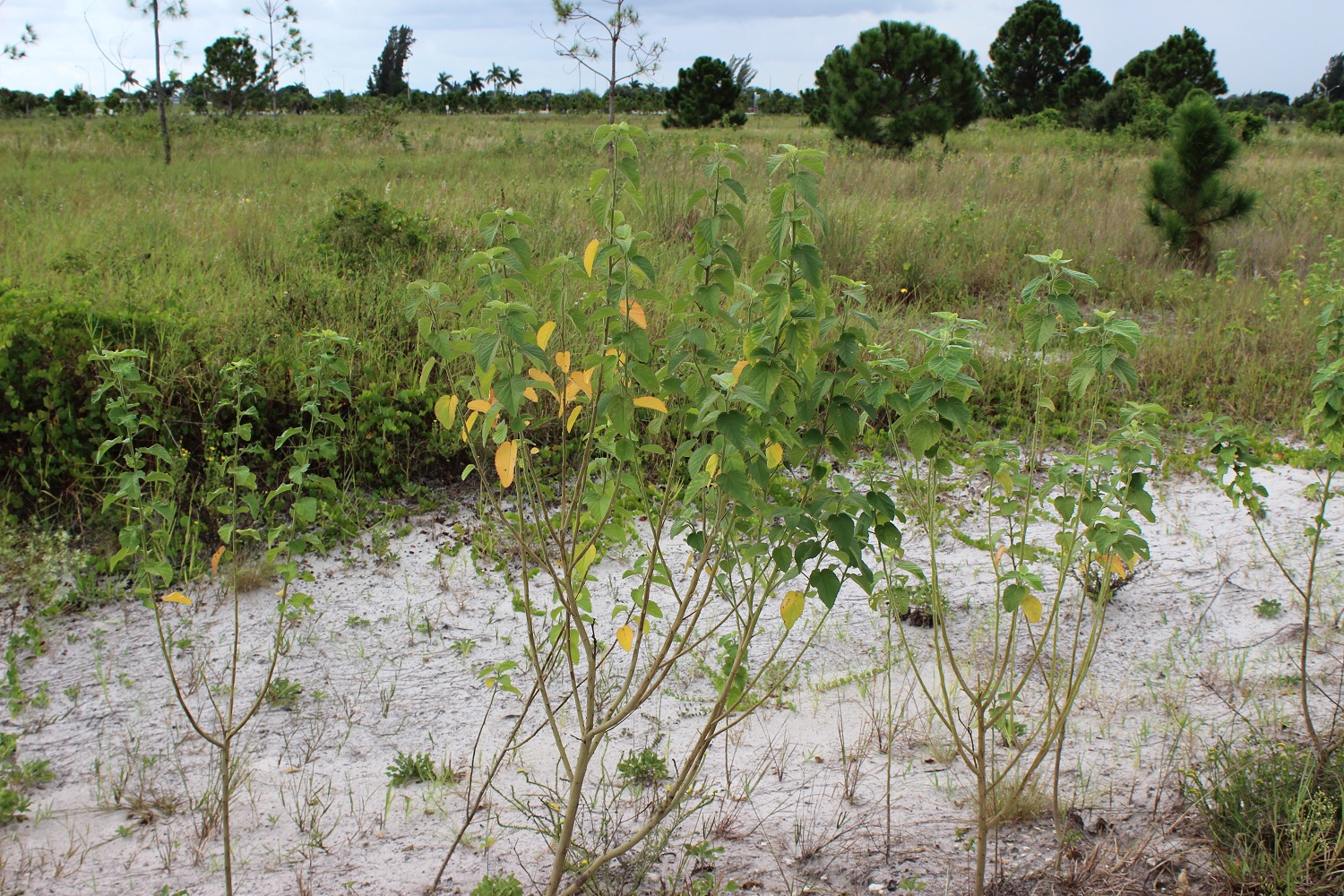 Sida cordifolia