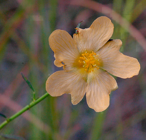 Sida elliottii