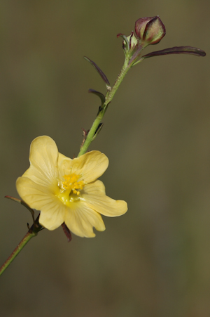 Sida elliottii