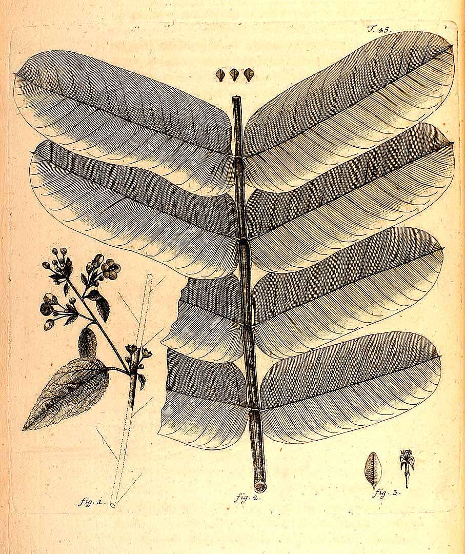 Sidastrum multiflorum