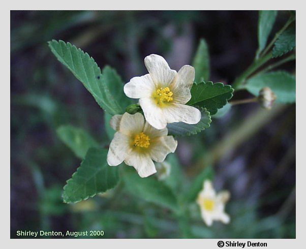 Sida rhombifolia