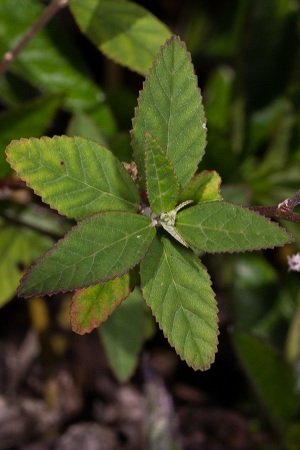 Sida rhombifolia