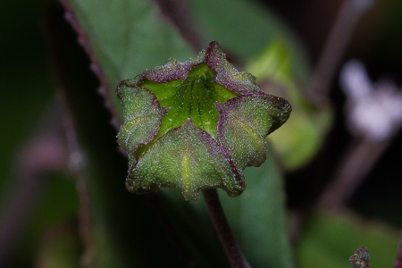 Sida rhombifolia