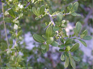 Sideroxylon celastrinum