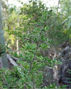 Sideroxylon celastrinum