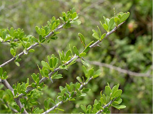 Sideroxylon celastrinum