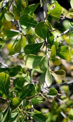 Sideroxylon celastrinum