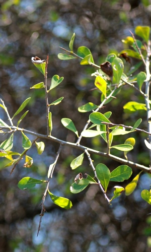 Sideroxylon celastrinum