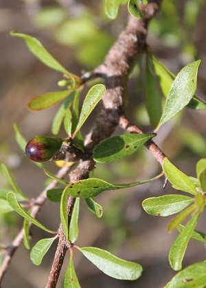 Sideroxylon reclinatum