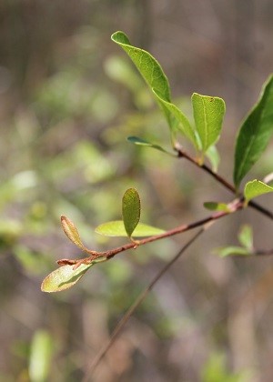 Sideroxylon reclinatum