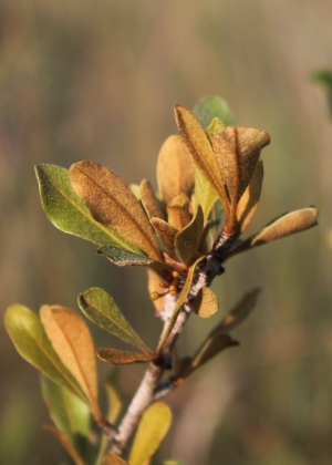 Sideroxylon reclinatum