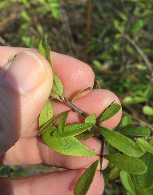 Sideroxylon reclinatum