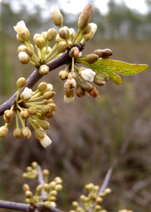 Sideroxylon reclinatum