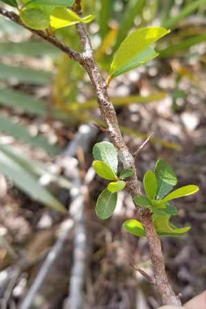 Sideroxylon reclinatum