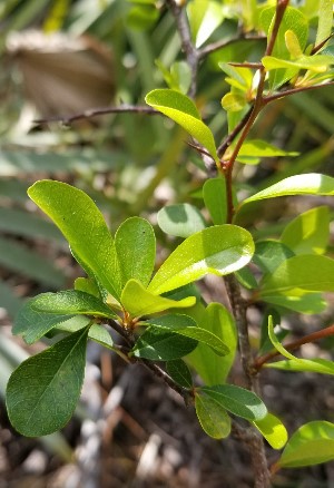 Sideroxylon reclinatum