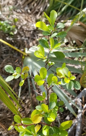 Sideroxylon reclinatum