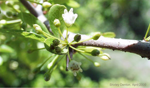 Sideroxylon reclinatum