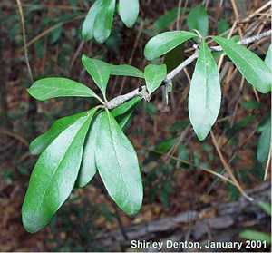 Sideroxylon reclinatum