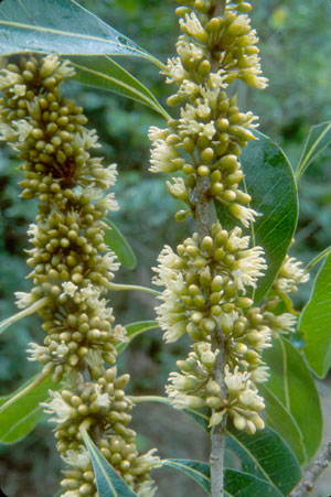 Sideroxylon salicifolium