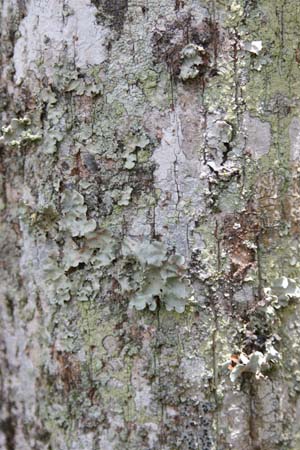 Sideroxylon salicifolium