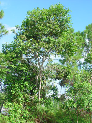 Sideroxylon salicifolium