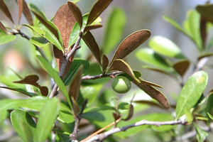 Sideroxylon tenax