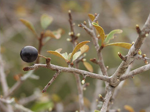 Sideroxylon tenax