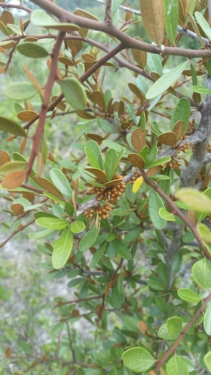 Sideroxylon tenax