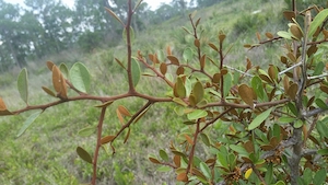 Sideroxylon tenax