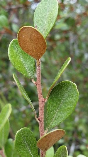 Sideroxylon tenax