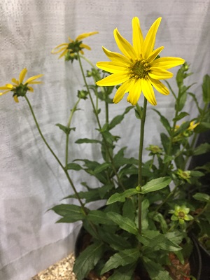 Silphium asteriscus