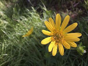 Silphium asteriscus