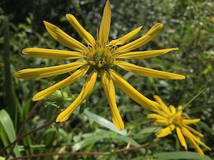 Silphium asteriscus