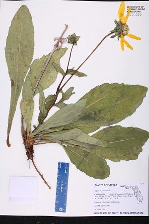 Silphium asteriscus