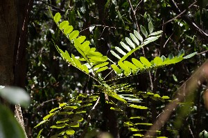 Simarouba glauca