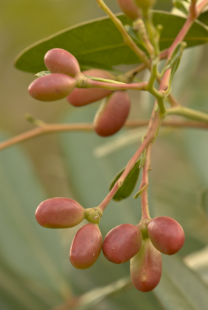 Simarouba glauca