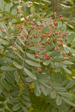 Simarouba glauca