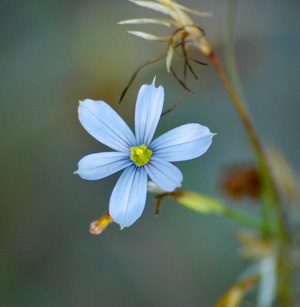 Sisyrinchium nashii