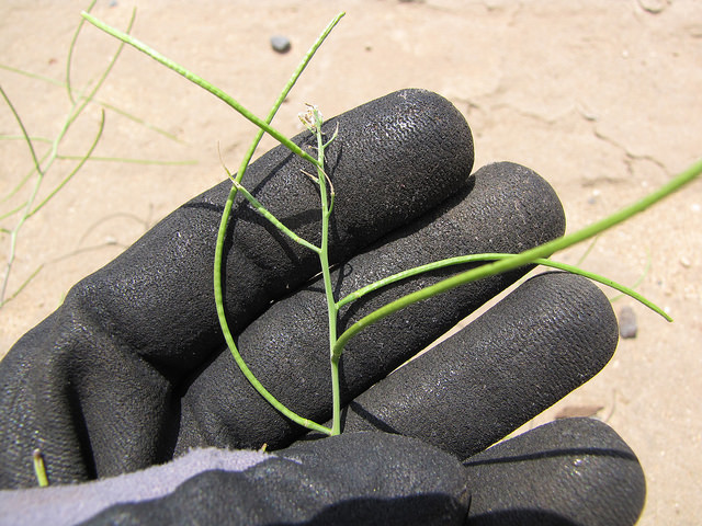 Sisymbrium altissimum