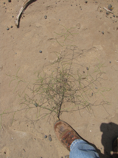 Sisymbrium altissimum