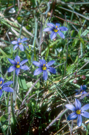 Sisyrinchium angustifolium