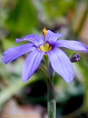 Sisyrinchium angustifolium