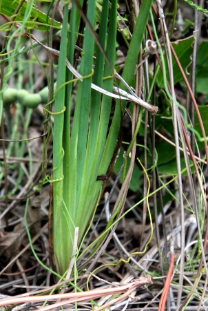 Sisyrinchium angustifolium