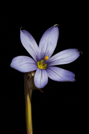 Sisyrinchium angustifolium